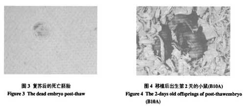 液氮运输罐短期储存胚胎的可行性研究的结果